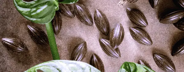 Le chocolat va-t-il devenir un luxe ?